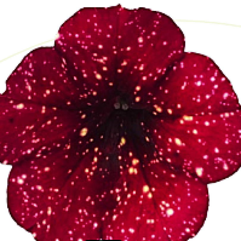 alpetunia Burgundy sky4